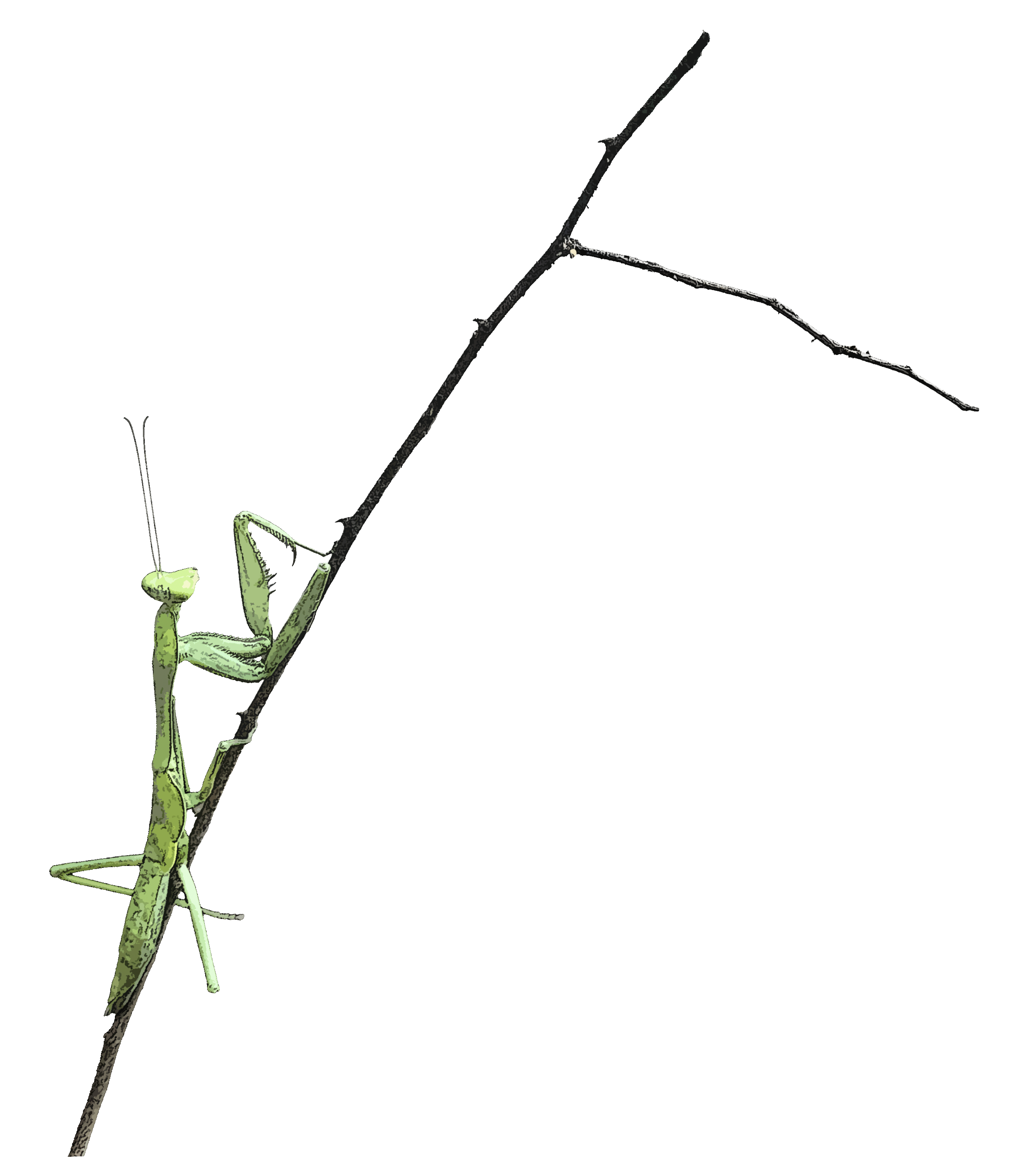 Vector Art Placeholder